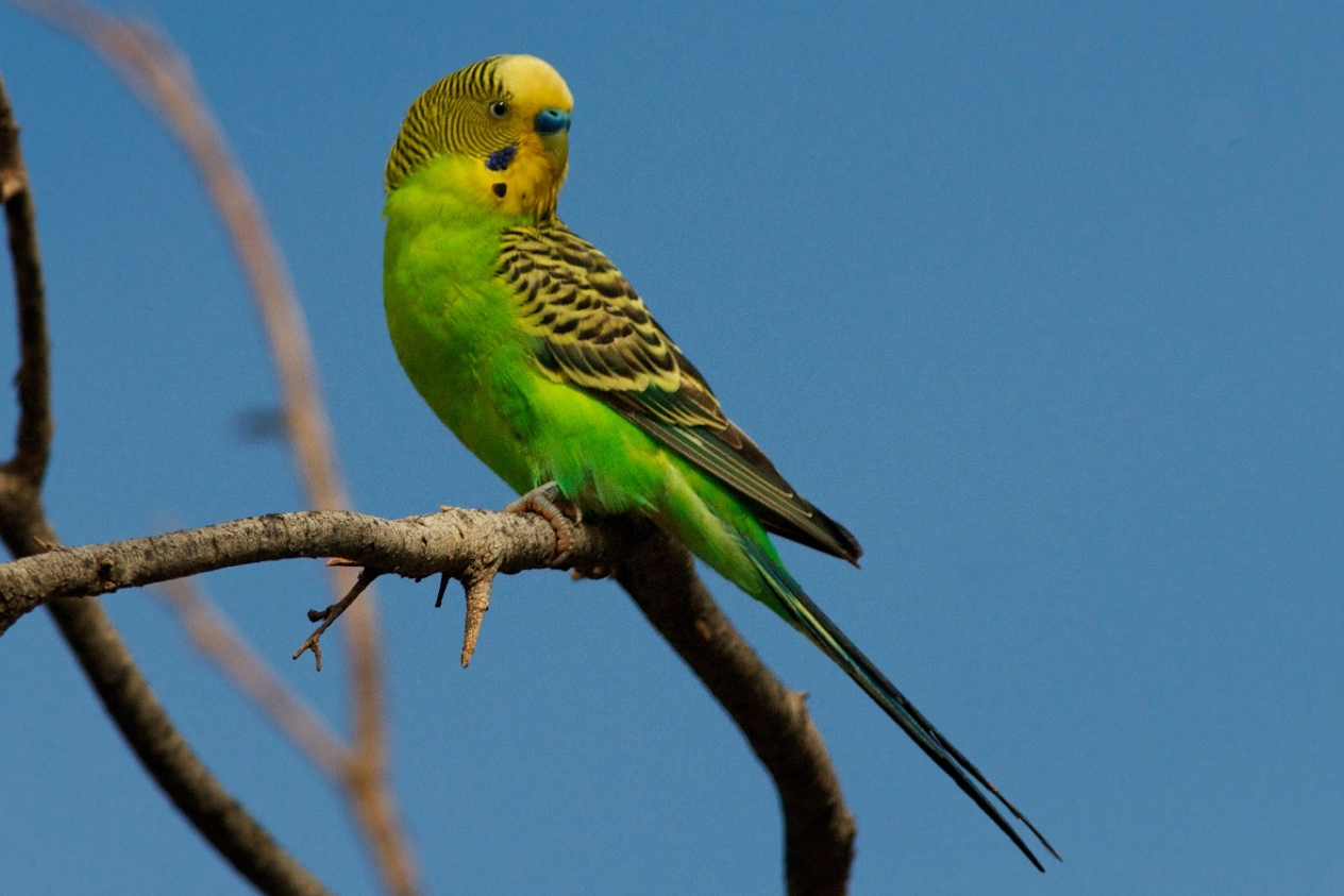 Cómo cuidar periquitos